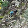 Intervención del SEPRONA tras la caza ilegal de una cabra montés en Lagunilla.