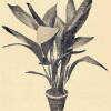 Fig. 48
