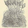 Fig. 53