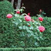 Rosal antiguo en el jardín del bosque de Béjar