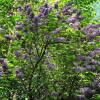 Lilas en El Bosque en plena floración