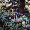 Macizo de hortensias en torno a la Fuente del Paraguas de El Bosque