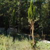 Huerta de abajo El Bosque de Béjar