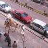 Cabalgata de los Reyes Magos en Béjar