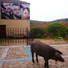 Cerdo de San Antón por las calles de Mogarraz