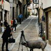 Cerdo de San Antón por las calles de Mogarraz