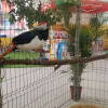 Ejemplares de la Feria agropecuaria en el Recinto Ferial