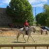 Feria de ganado en el Teso de la feria de Béjar
