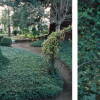 Burla de agua de la rana junto al pinsapo de El Bosque (foto de José Muñoz Domínguez, 1998) y detalle central de la misma.