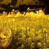 Instalaciones con plantas de Marihuana intervenidas por la Benemérita