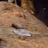 matanza-sotoserrano-2007-4.jpg