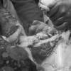 matanza-sotoserrano-2007-6.jpg