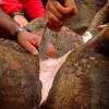 matanza-sotoserrano-2007-8.jpg