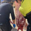 Matanza tradicional de Béjar, despiece del cerdo     
