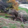 Árbol derribado por el viento en Monte Mario