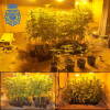 Interior de la plantación de marihuana