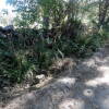 Lateral del camino junto a una tapia