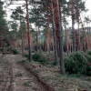 Imágenes de las talas en el monte de Candelario