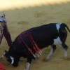 toros-bejar-201909-5.jpg