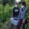 Vendimiando en la DOP Sierra de Salamanca