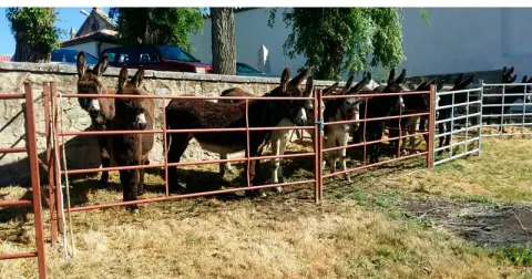 Feria de Ganado del 1 de Mayo