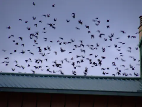 Plaga de aves sobre los tejados bejaranos