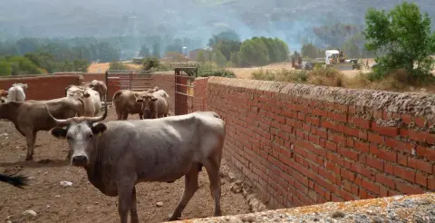 Convocadas ayudas por los daños en explotaciones agrícolas y ganaderas por incendios y granizo