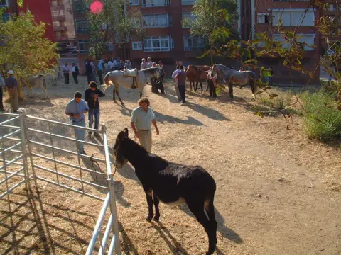Mercado de Ganado de Béjar 2023 con animales y público en el Teso de la Feria