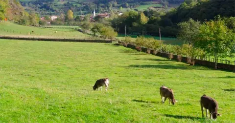 Los Ganaderos de las Sierras de Béjar y Francia y Valle del Ambroz se reúnen contra la PAC