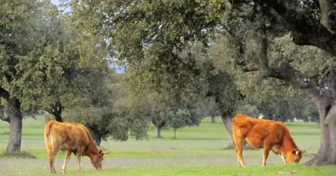 Vacas pastando en el campo
