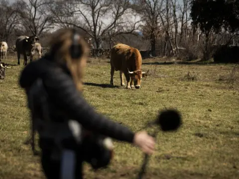 Reportera en primer plano junto frente a unas vacas