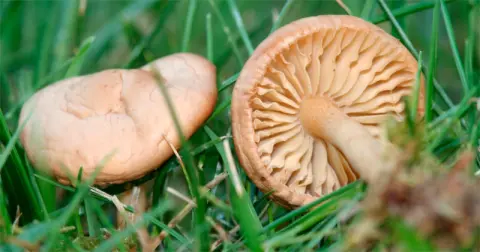 Todo dispuesto para el Otoño Mágico del Valle del Ambroz