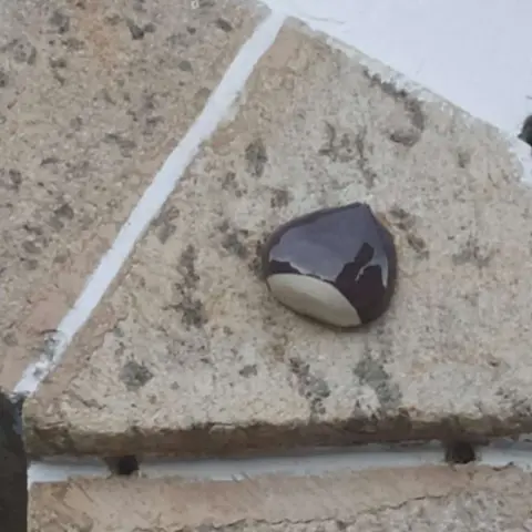 Castaña
