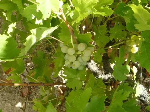 Racimo de uva Rufete en la parra